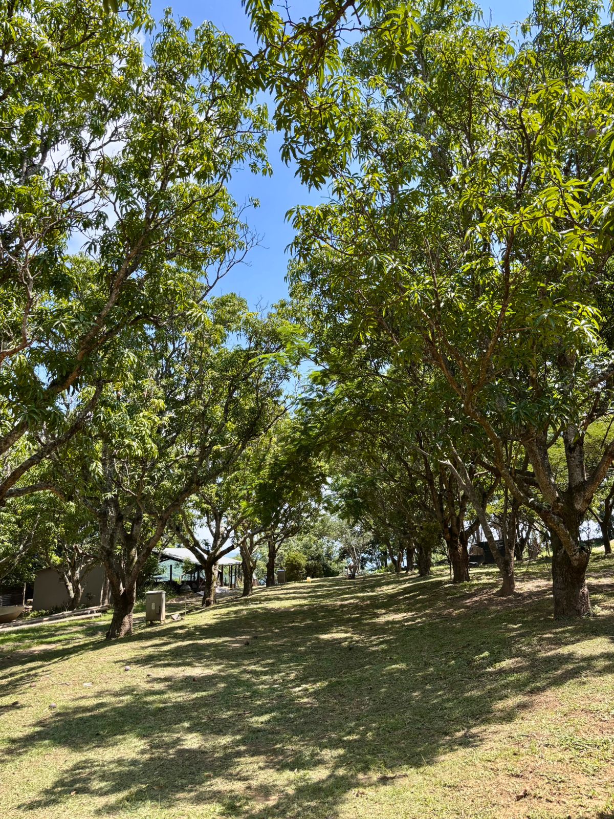 The Kanaan camping ground — open grass shaded by forty-year-old mango trees, room for tents and rooftop campers.