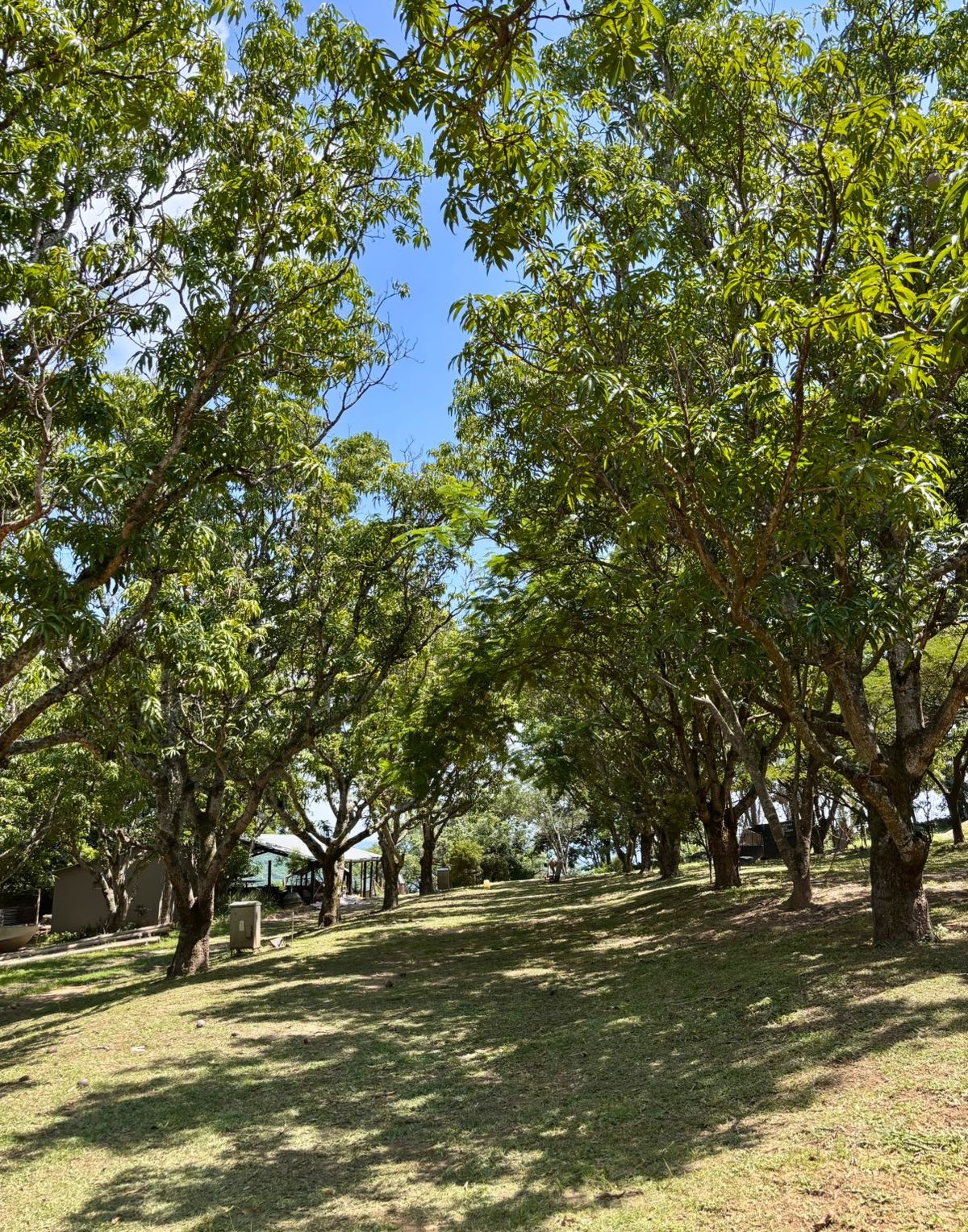 The mango grove at Kanaan Guest Farm in Hazyview — forty-year-old trees shading the camping ground and the path to the lodge.
