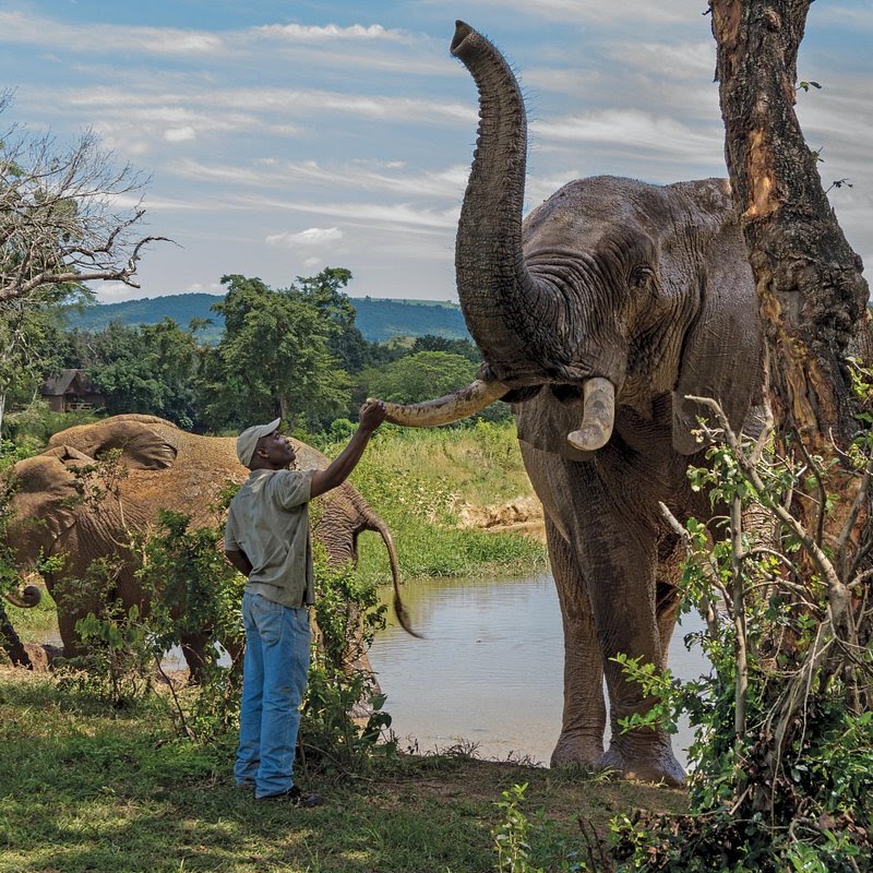 An elephant by a waterhole near Kruger — the park's Phabeni and Numbi gates are 30–45 minutes from the farm.