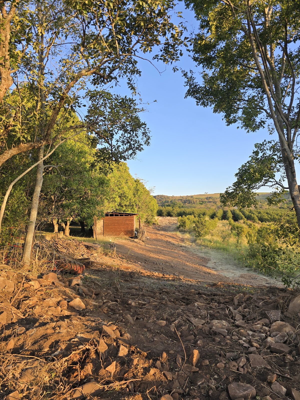 Golden-hour light over an outpost shed on Kanaan, with the macadamia rows and Lowveld valley stretching away below.
