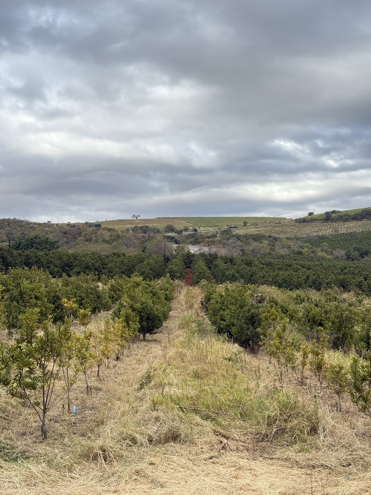 The macadamia grove on Kanaan — rows of newly-planted young trees stretching toward the Lowveld escarpment.