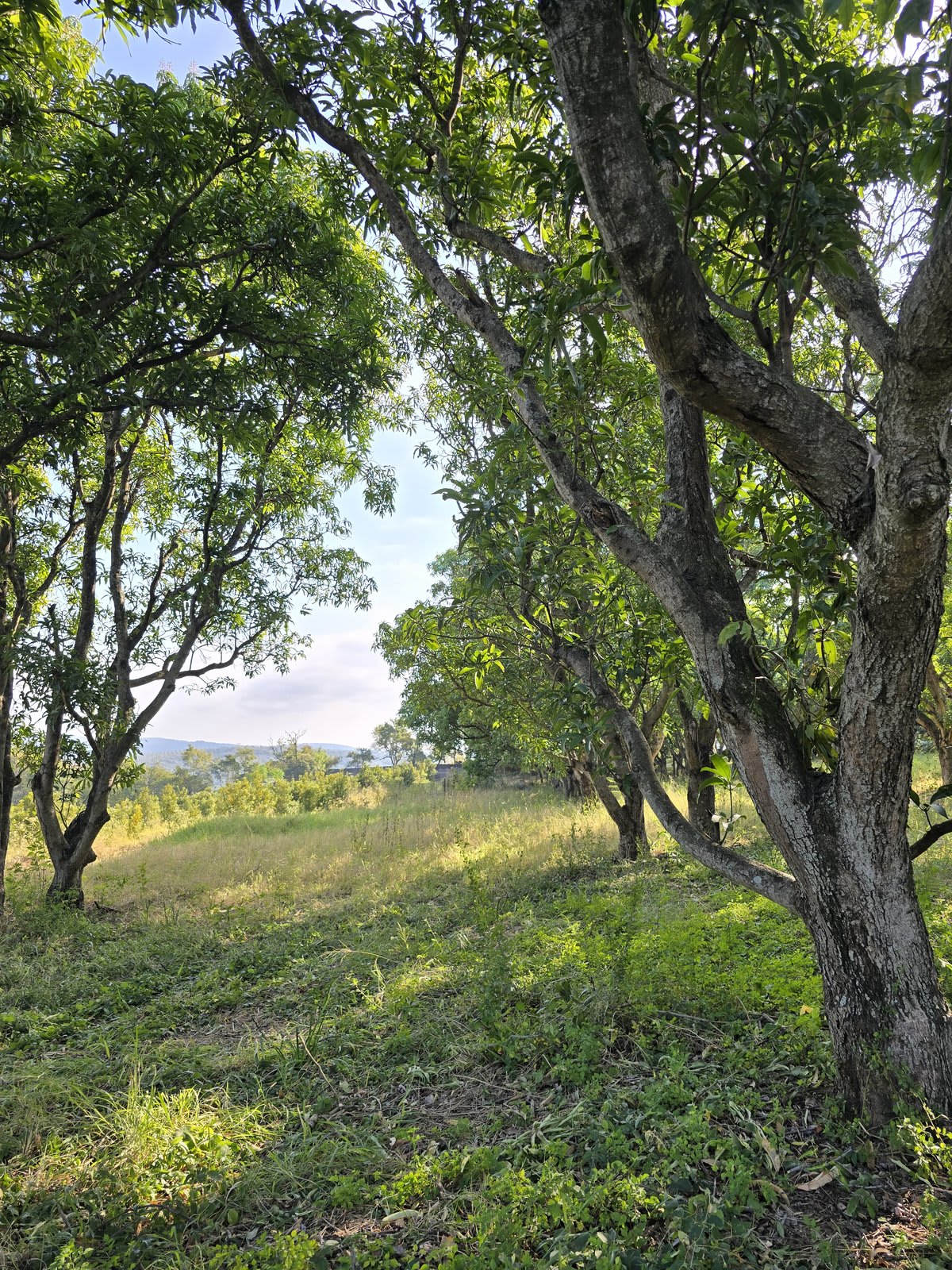 A closer view through the mango trees at Kanaan, framing the green Lowveld valley beyond.
