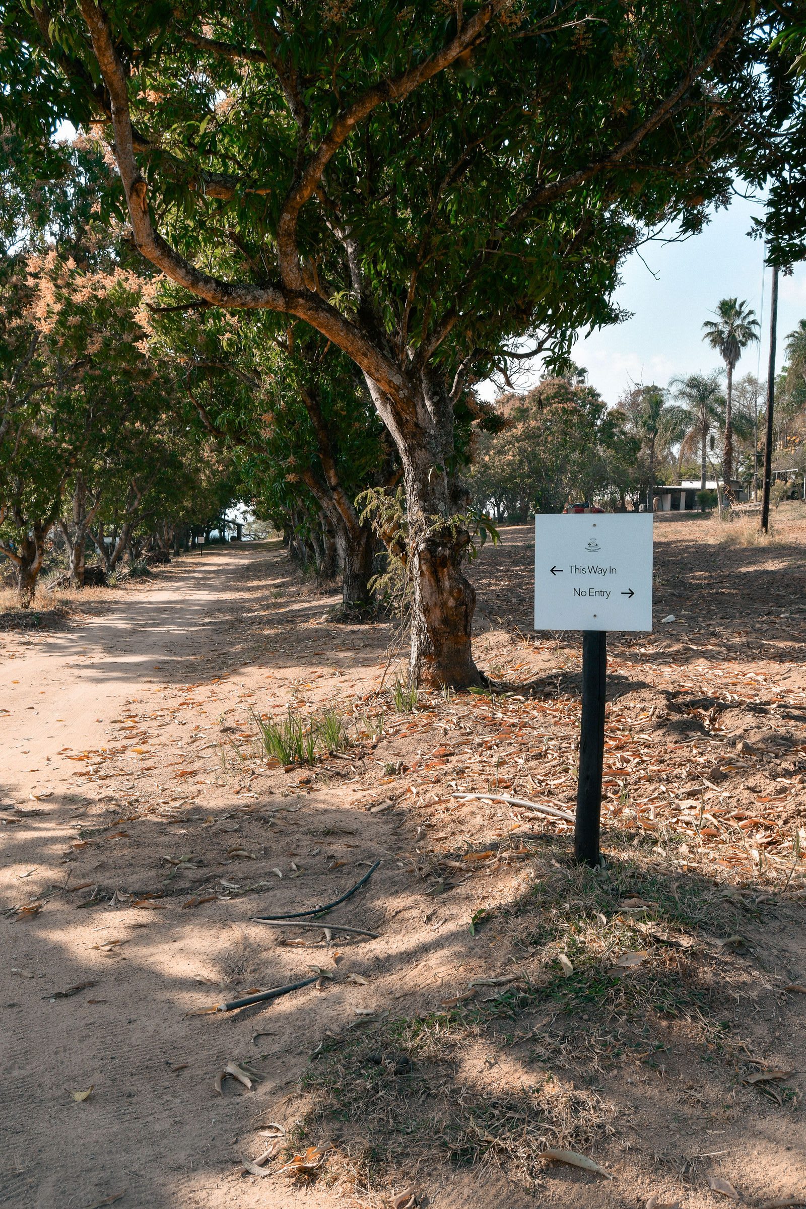 The camping ground at Kanaan, under the avenue of forty-year-old mango trees.