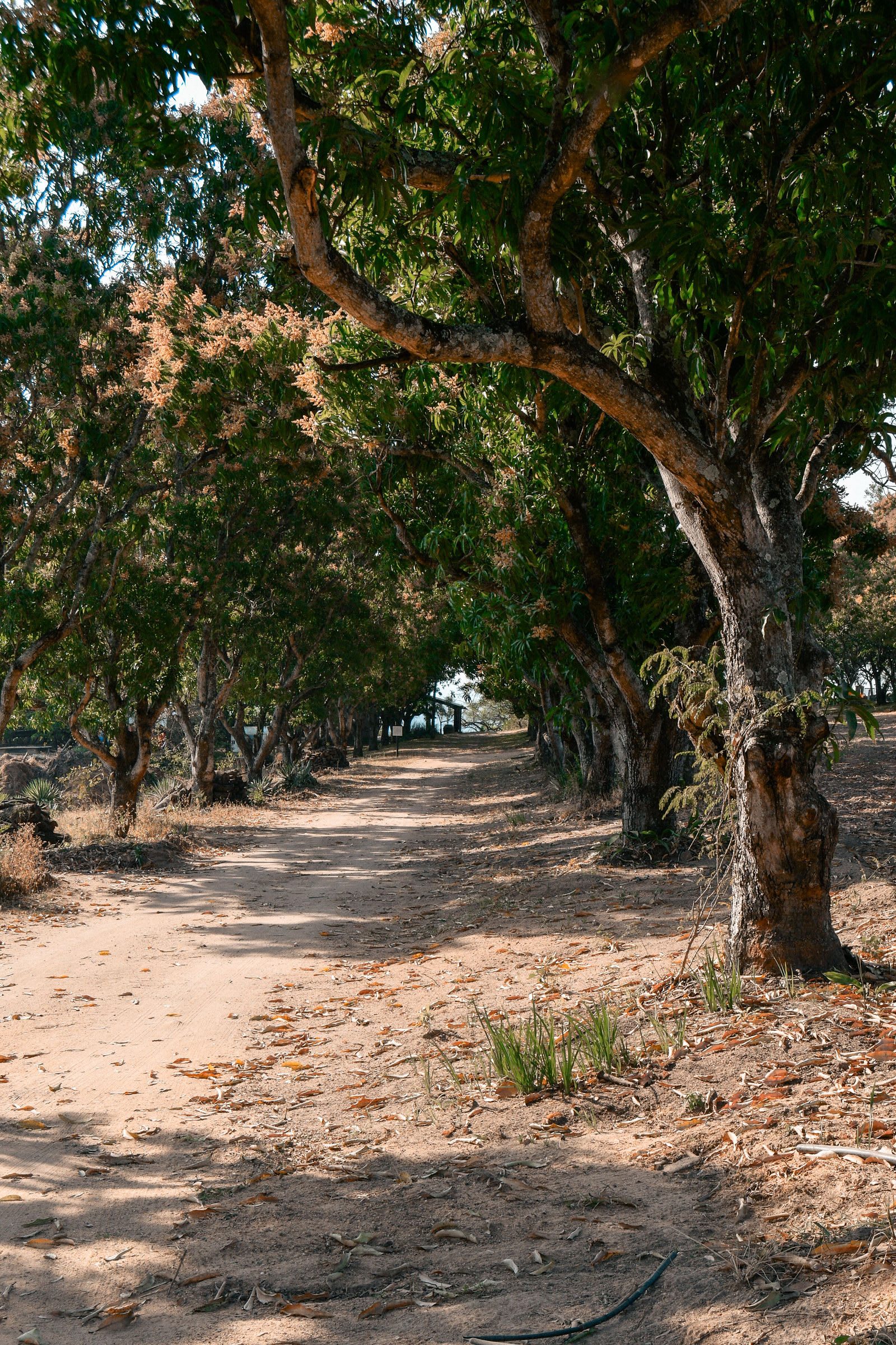 The camping ground at Kanaan, under the avenue of forty-year-old mango trees.